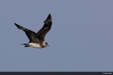 Artctic Skua.jpg