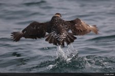 Artctic Skua-001.jpg