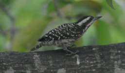Pygmy Woodpecker1.jpg