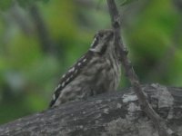 Pygmy Woodpecker2.jpg