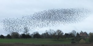 4.starlings roost DSCF1996.jpg