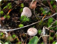 Fungi-12-2.jpg