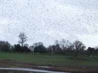 3.starlings roost DSCF1954.jpg