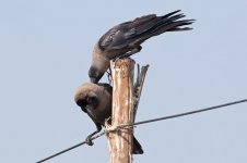 House-Crow-(11)-fbook.jpg