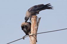 House-Crow-(14)-web.jpg