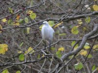 Little Egret on the River Cole comp.jpg