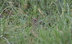 Chestnut Bunting B.jpg