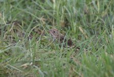 Chestnut Bunting C.jpg