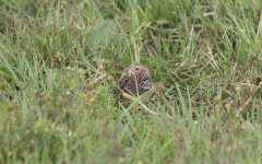 Chestnut Bunting D.jpg