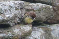 Chestnut Bunting H.jpg