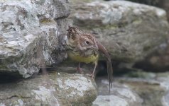 Chestnut Bunting J.jpg