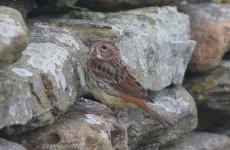 Chestnut Bunting O.jpg