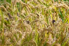 Uninvited Guests - Tree Sparrows in rice.jpg