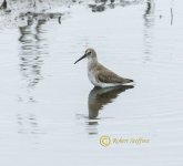 Dunlin 72_5628.jpg