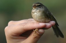 4.DuskyWarbler.JPG