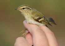 5.YellowBrowedWarbler.JPG