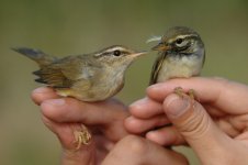 6.Raddes&ArcticWarblers.JPG