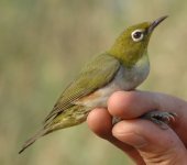 7.ChestnutFlankedWhiteEye.JPG