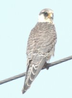 9b.AmurFalcon.JPG