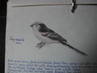 LongTailedTit 1.JPG