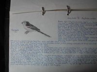 LongTailedTit 2.JPG