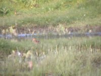 2006.06.03 SG LITTLE STINT 02.jpg