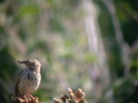 2006.06.03 SG MEADOW PIPIT 02.jpg