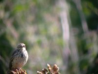 2006.06.03 SG MEADOW PIPIT.jpg