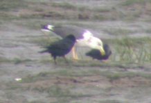 yellow legged gull prob seabank sept 06.jpg