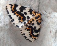 magpie moth 003.jpg