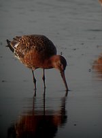 blackwit.JPG