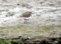 common sandpiper 2 seabank june 06.jpg