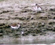 common sandpipers seabank june 06.jpg