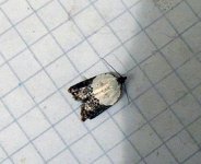 moth 010.jpg