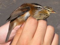 Moustached-&-Sedge-Warblers.jpg