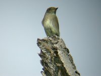 Western Wood-Pewee 8g.jpg