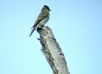 Western Wood-Pewee 18g.jpg