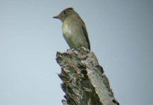 Western Wood-Pewee 24g.jpg