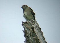 Western Wood-Pewee 27g.jpg