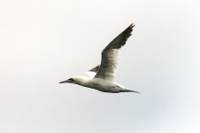 northern gannet.jpg