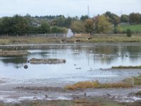 sewage wrks reed bed cut oct 15 DSCF1019.jpg