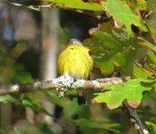 Magnolia Warbler, sunning.jpg