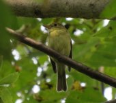 Acadian Flycatcher.jpg