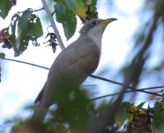 Yellow-billed Cuckoo.jpg