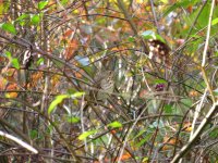 Hermit Thrush.jpg