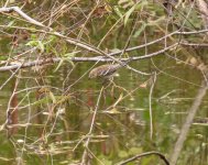 Yellow-rumped Warbler.jpg