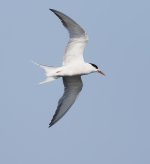 Common Tern _MG_2227.JPG