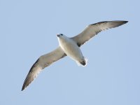 Fulmar _MG_1454.JPG