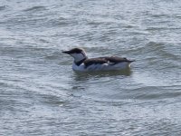 Guillemot _MG_1411.JPG