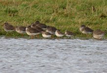 wadersrnp.jpg